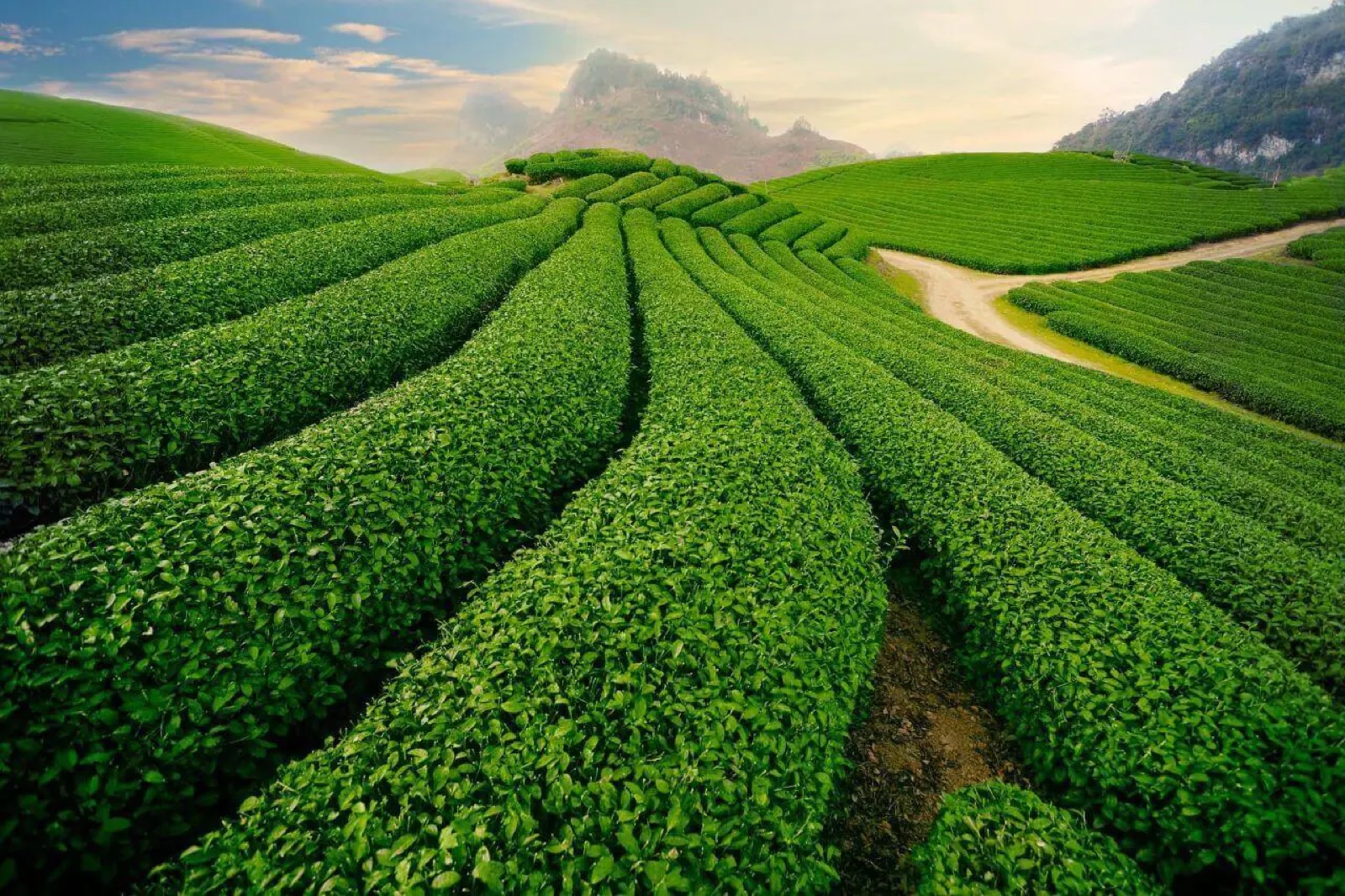 Đối tác hợp tác